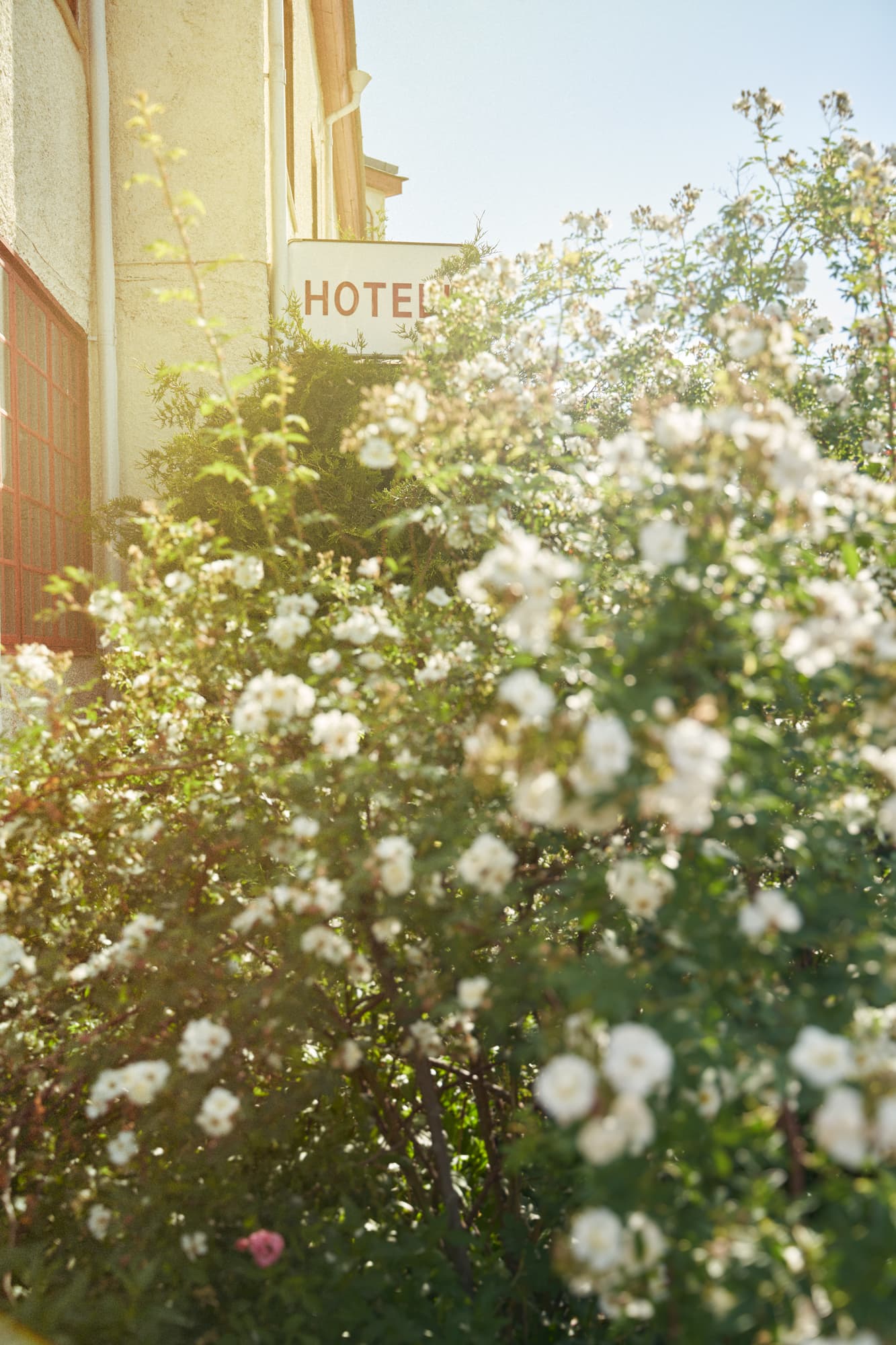 Grönska utanför Hotell Härjedalen af Trampe